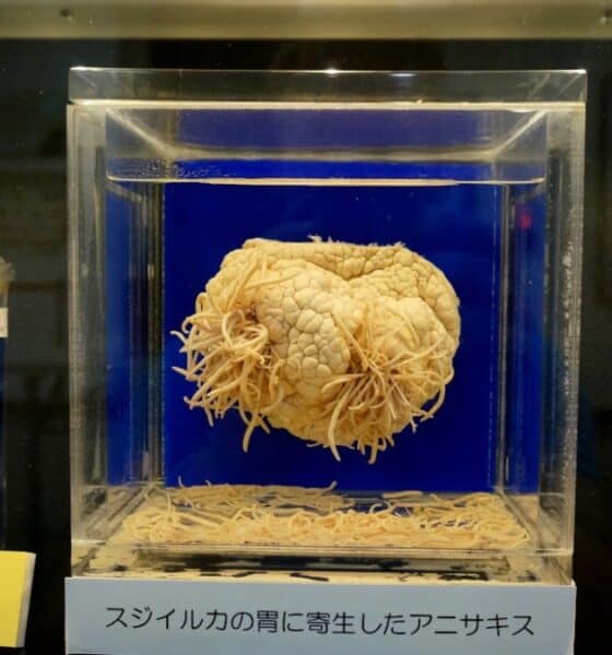 MUSEO PARASITOLÓGICO DE MEGURO