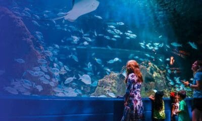 TURIBUS + ACUARIO MICHIN PUEBLA