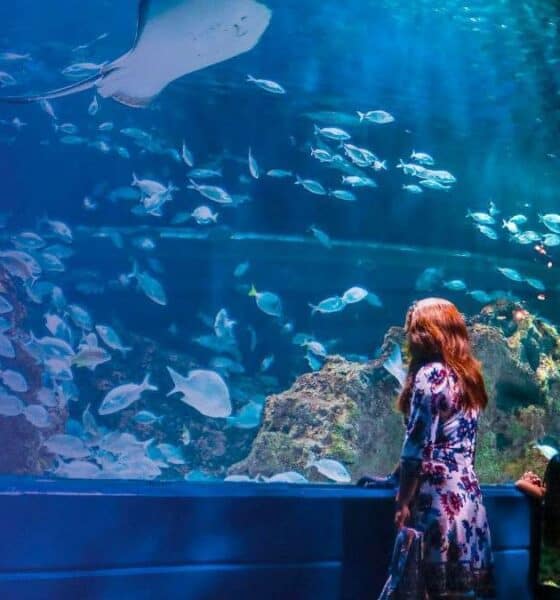 TURIBUS + ACUARIO MICHIN PUEBLA