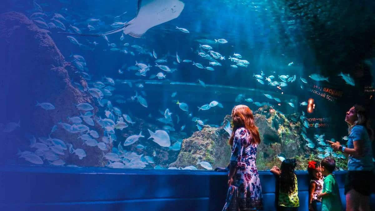 TURIBUS + ACUARIO MICHIN PUEBLA