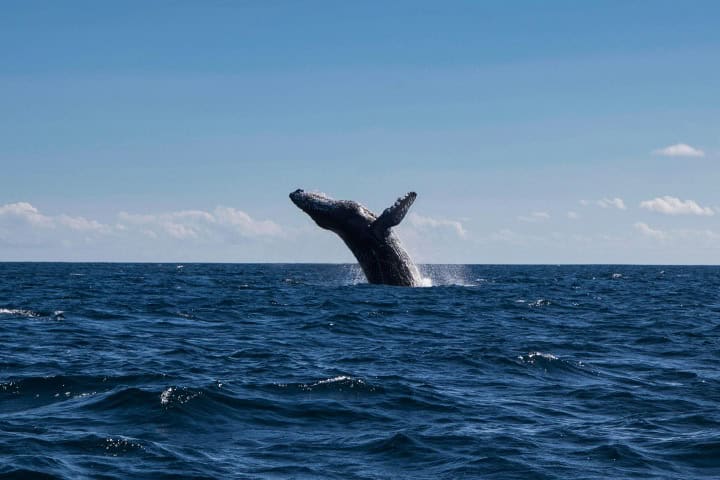 1. Salto de ballena. Foto - Braden Egli (Unsplash)