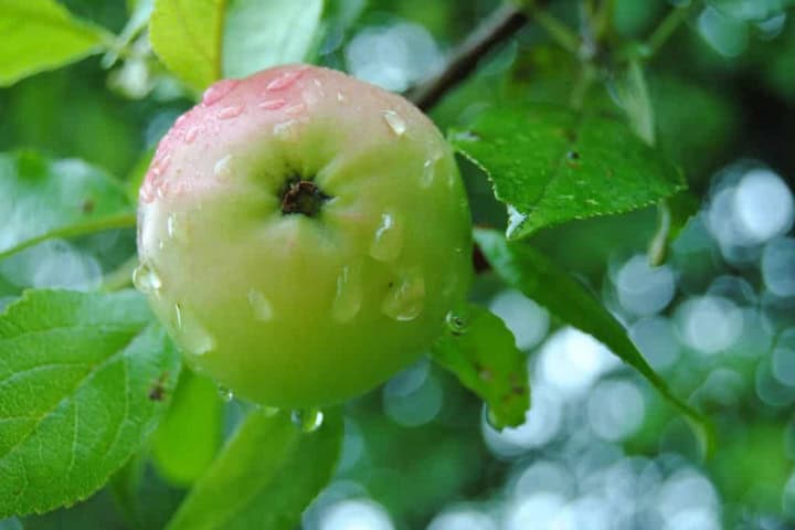1. Manzana esperiega. Foto - Escapada Rural