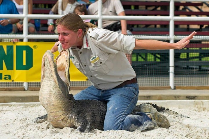 10. Show con caimanes en Gatorland. Foto - Alamy
