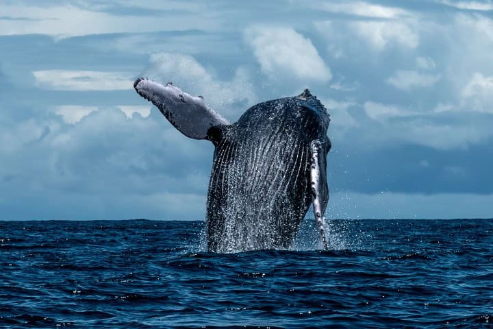 14. Ballena jorobada. Foto - @anklaazul (Instagram)