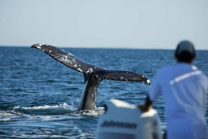 16. Avistamiento de ballenas en Baja California Sur. Foto - Alamy