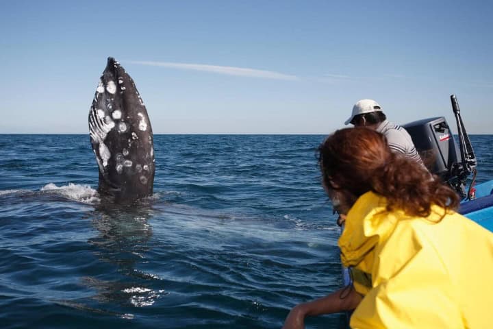 17. Avistamiento de ballenas en Baja California Sur. Foto - Alamy