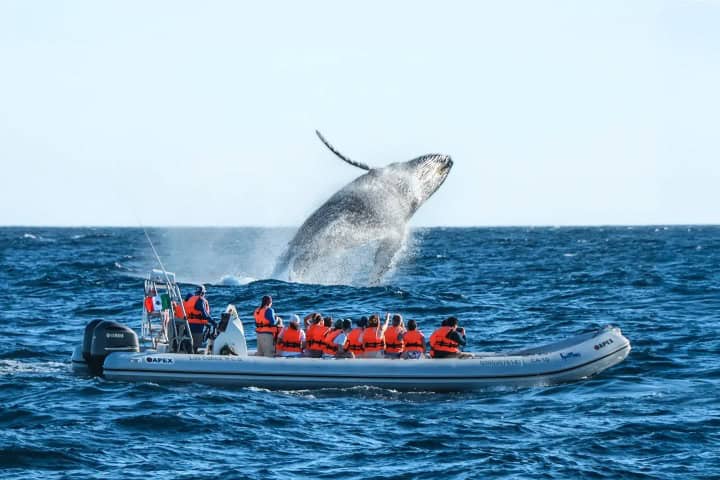 2. Turistas avistando ballenas. Foto - Cabo Adventures