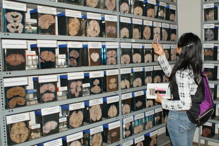 2. Visitante en el Museo del Cerebro. Foto - Instituto Nacional de Ciencias Neurológicas (Facebook)