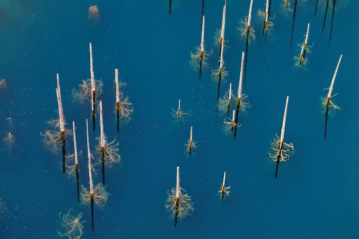 2. Árboles en el Lago Kaindy. Foto - Getty Images