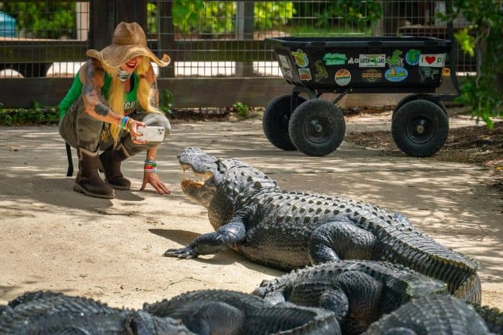 3. Caimanes en Gatorland. Foto - Gatorland Orlando (Facebook)
