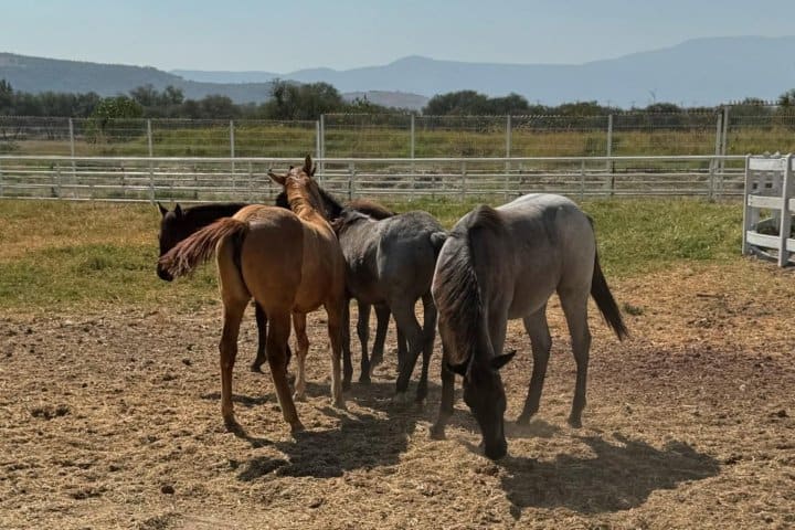 3. Caballos en el Rancho “Los Tres Potrillos". Foto - @3_potrillos (Instagram)