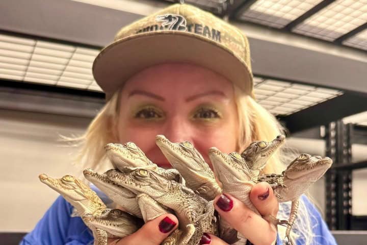 4. Cocodrilos bebes en Gatorland. Foto - Gatorland Orlando (Facebook)