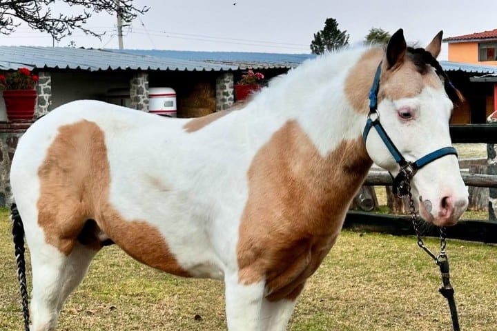 4. Caballo raza Fernández. Foto - @rancho_jm92 (Instagram)