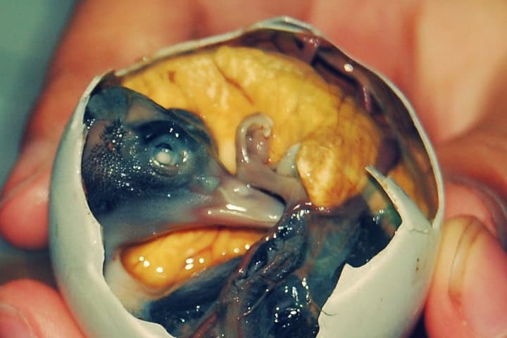 4. Embrión de pato dentro de balut. Foto - cocinarte.co