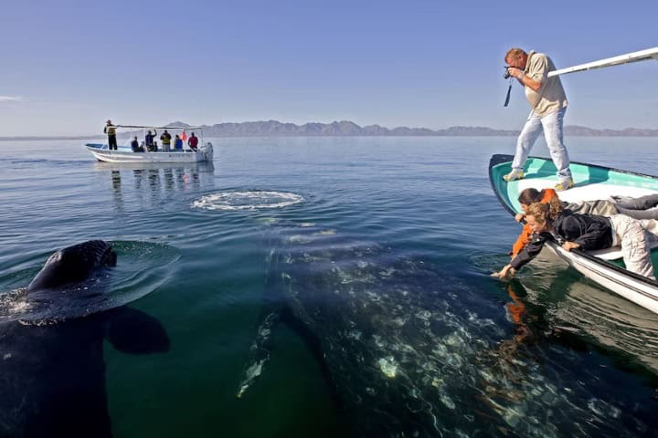 5. Excursión para ver ballneas grises en Baja California. Foto - Five Star Tours (Expedia)
