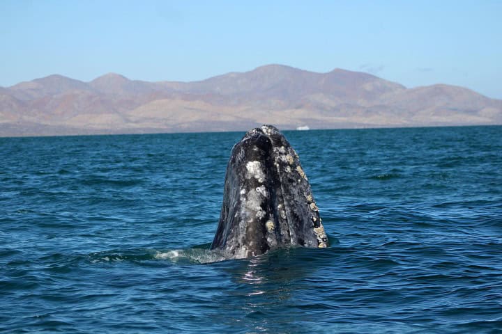 5. Ballena gris. Foto - Getty Images