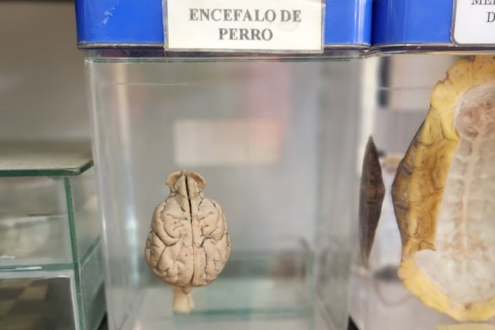 6. Encéfalo de un perro en el Museo del Cerebro. Foto - @nancyrosales1724 (Instagram)