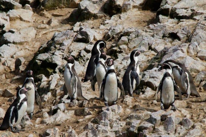 6. Pinguinos en la Reserva Nacional de Paracas. Foto - Alamy