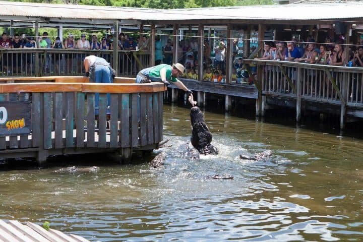 6. Gator Jumparoo. Foto - Alamy