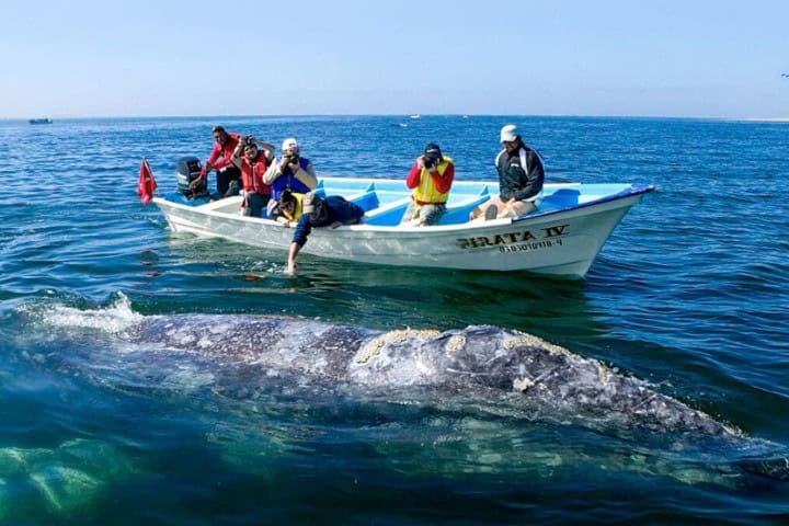 8. Avistamiento de ballena azul. Foto - Villa del Palmar Loreto