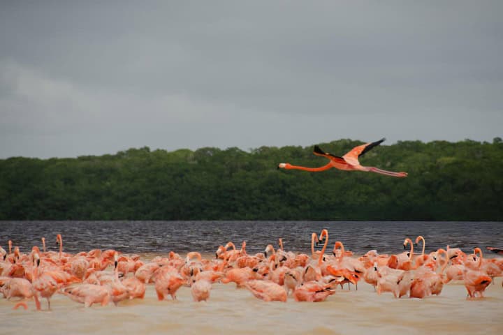 8. Flamencos en Celestún. Foto - Getty Images
