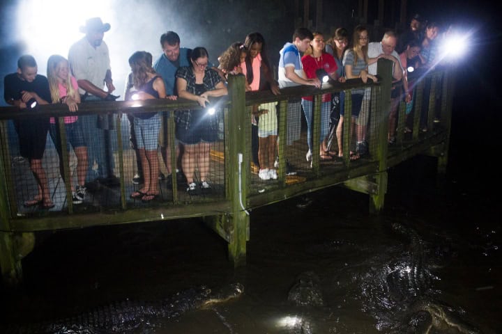 8. Gator Night Shine. Foto - the Tixs