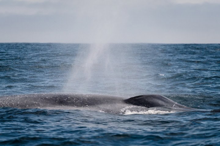 9. Chorro de ballena. Foto - @nikkeydawn (Instagram)
