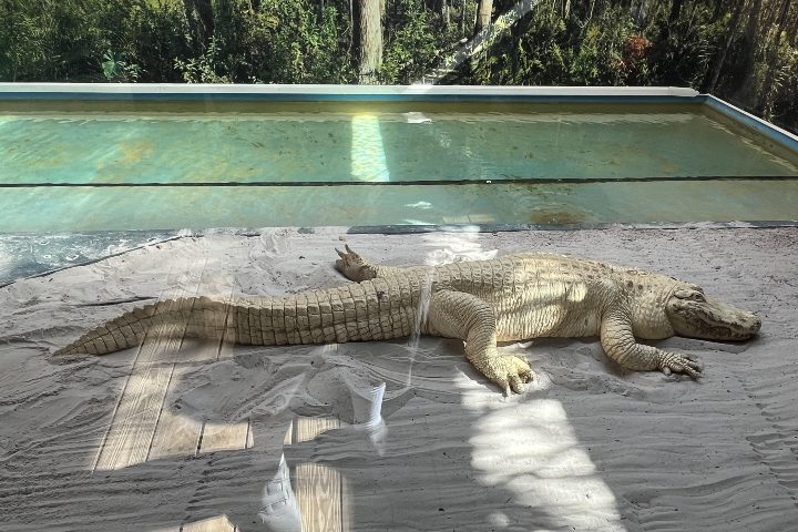 9. Caimán blanco en Gatorland. Foto - u/NathanTheKlutz (Reddit)