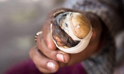 EL BALUT DE FILIPINAS