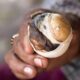 EL BALUT DE FILIPINAS