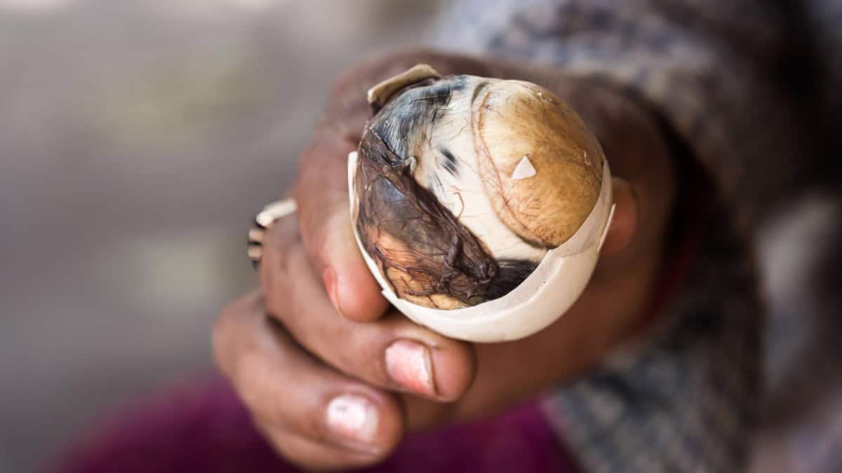 EL BALUT DE FILIPINAS