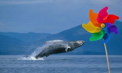 TOUR DE BALLENAS CON REHILETES