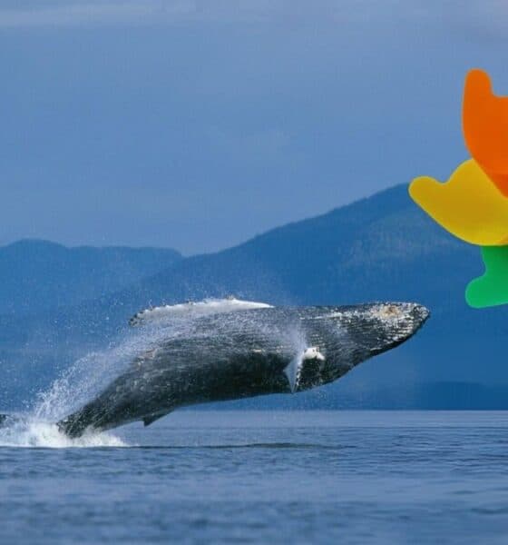 TOUR DE BALLENAS CON REHILETES