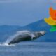 TOUR DE BALLENAS CON REHILETES