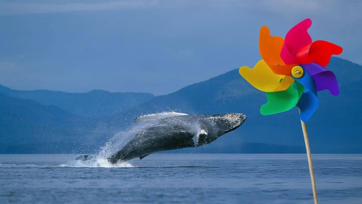 TOUR DE BALLENAS CON REHILETES