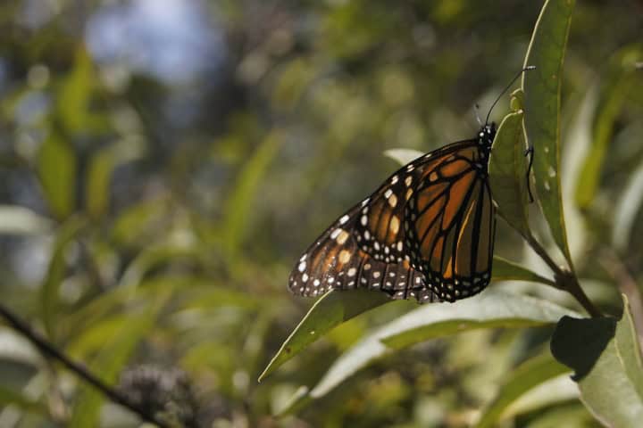 1. Mariposa monarca. Foto - Gus Espinosa