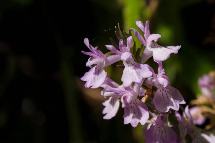 1. Orquídea. Foto - Alamy