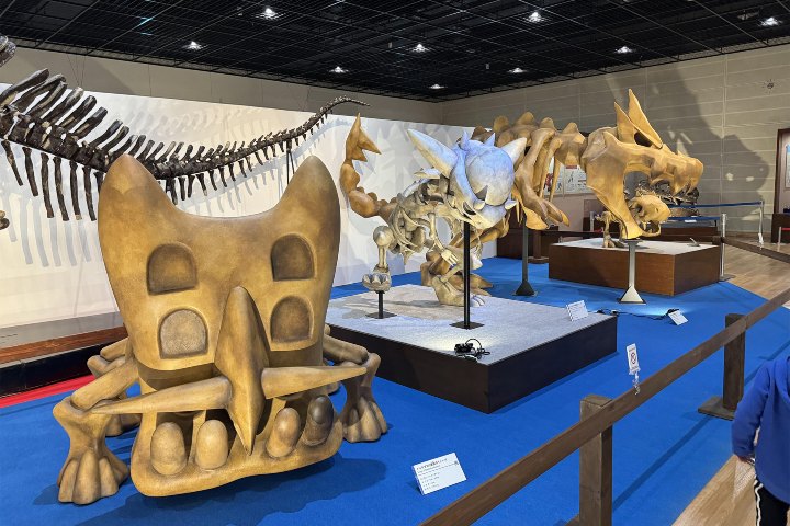 1. Pokémon Fossil Museum. Foto - Rádió7