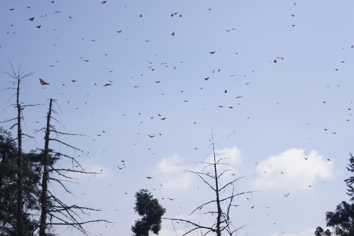 2. Mariposas monarca en vuelo. Foto - Gus Espinosa