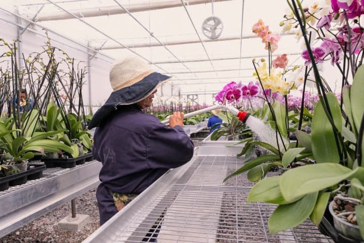 2. Vivero de orquídeas. Foto - Blaw Flowers
