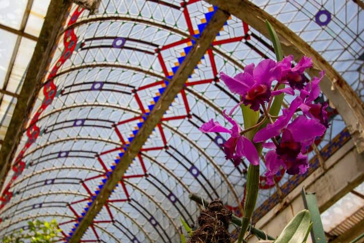 3. Orquídea en Chapultepec. Foto - @chapultepeccdmx (Instagram)