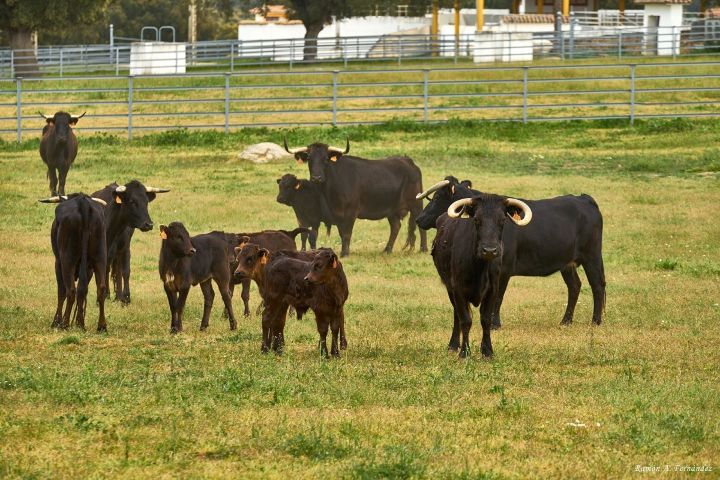 3. Ganadería en Cáceres. Foto - Turismo de Observación