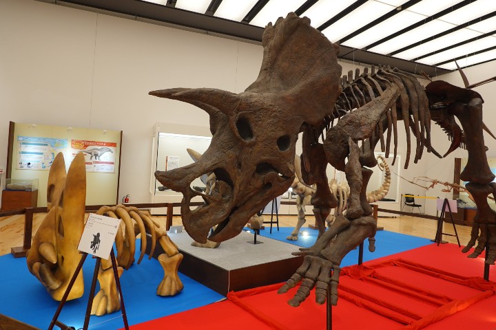 3. Figura de fósil de pokémon Trideps junto al fósil de un Triceratops horridus real. Foto - @museum_kahaku (X)