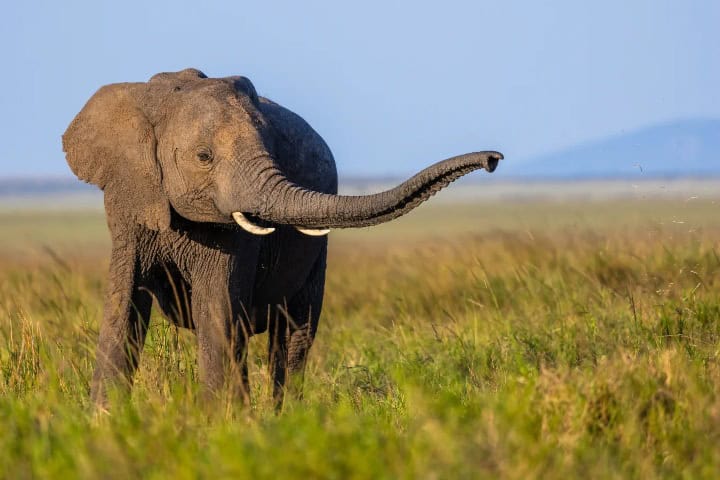 4. Elefantes en Masai Mara. Foto - @jimmyb_intothewild (Instagram)