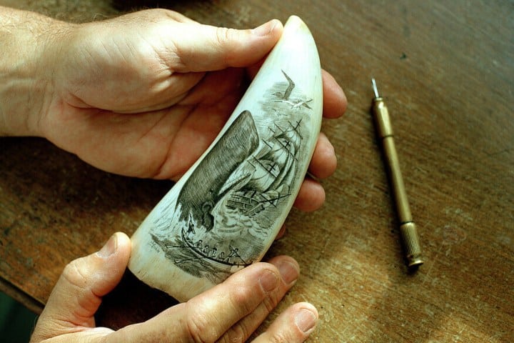 4. Pieza de scrimshaw. Foto - lookphotos