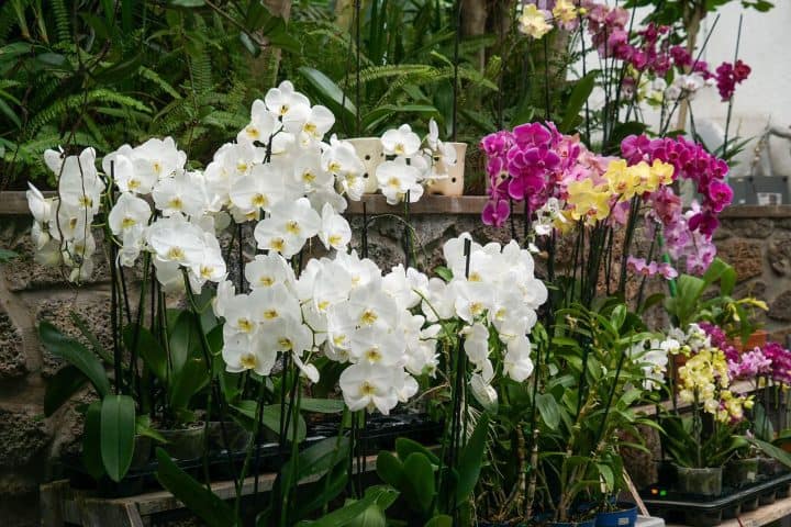 4. Orquideario de Morelia. Foto - ACG (Facebook)