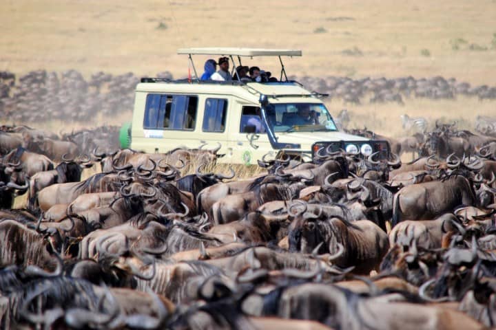 5. Migración de lus en Masai Mara. Foto - Wander on World