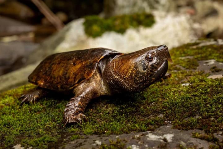5. Tortuga cabezona de Phu Sang. Foto - HongKongSnakeID.com