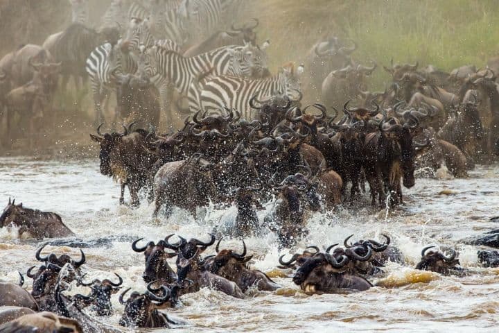 6. Ñus cruzando el río Mara. Foto - Getty Images (Unsplash)