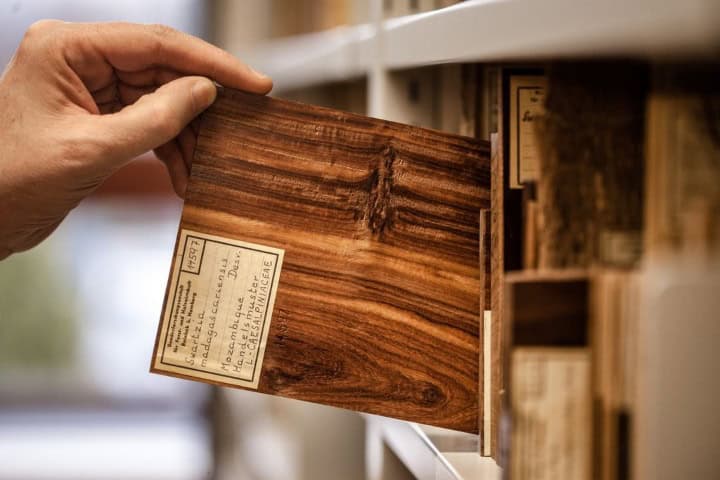 6. Madera catalogada en xiloteca. Foto - Thuenen